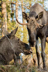 Naklejka na ściany i meble Moose or elk, Alces alces, cow lying down and bull standing, sniffing each other, vertical image
