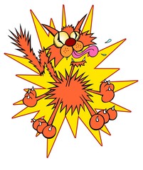 Totally frazzled cat, what kind of day are you having?