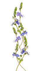 Veronica foloformis flowers line arrangement