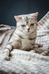 Fototapeta na wymiar Brittish cat sitting