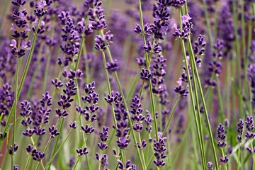 violette lanvendelblüten im Frühsommer