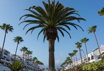 Fototapeta premium Canary palm