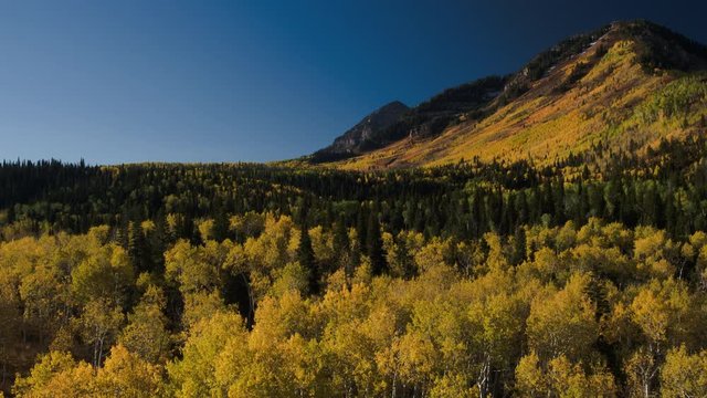 Wide flyover shot of autumn trees near mountain. Wasatch Mountains, Utah, United States