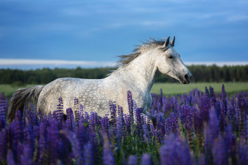 Arabian horse running free among violet flowers.