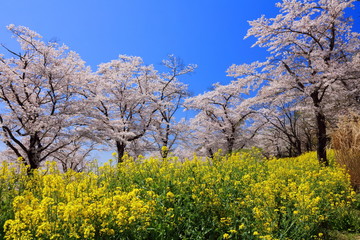桜咲く国営武蔵丘陵森林公園