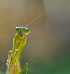 Praying Mantis