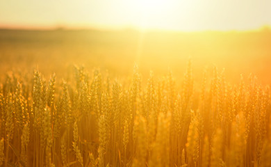 Fototapeta premium Wheat ears in field