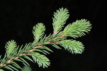 зеленая ветка ели в саду на черном фоне © zelinskaalla