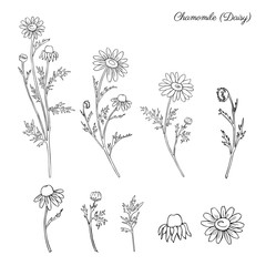 Chamomile wild field flower isolated on white background botanical hand drawn daisy sketch vector doodle illustration for design package tea, organic cosmetic, natural medicine, greeting card, wedding
