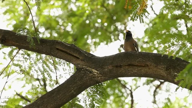 Maina bird sits on a tree branch in Lumpini park. Bangkok, Thailand.