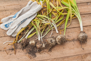 Dug hyacinth on a wooden table