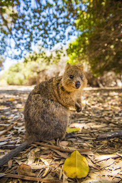 Rottnest Island, Fremantle, Perth, Western Australia, Australia. The popular Quokka standing upright looking at the camera.