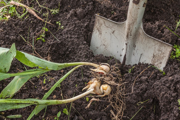 Digging out bulbs of tulips