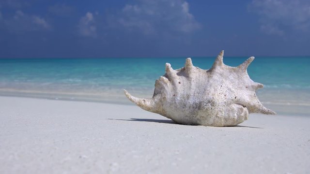Seashell on sandy maldivian beach, nobody, travel destinations 
