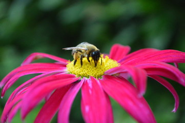 Biene auf pinker Blüte
