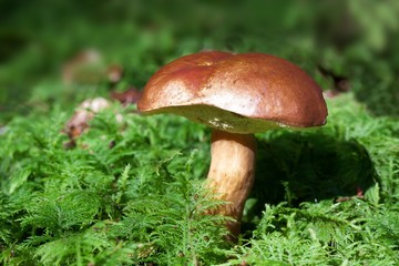 maronenpilz mit moos