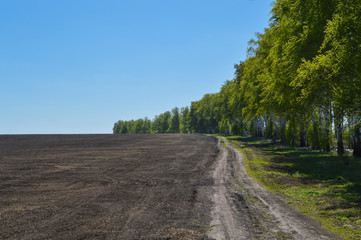 Fototapeta na wymiar Country road in a field near the forest on a sunny day. Summer Landscape