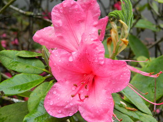 Beautiful pink flower with water droplets