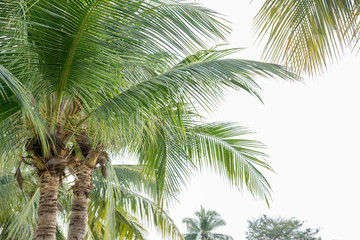 coconut palm tree