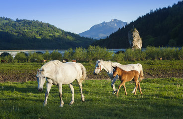 beautiful horse in nature, Romania