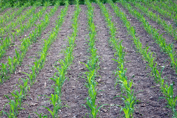 Fototapeta na wymiar corn culture in rows, agriculture photo