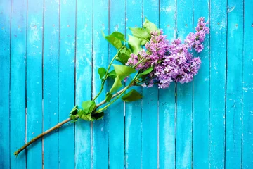Crédence de cuisine en verre imprimé Lilas Beau lilas sur un fond en bois bleu