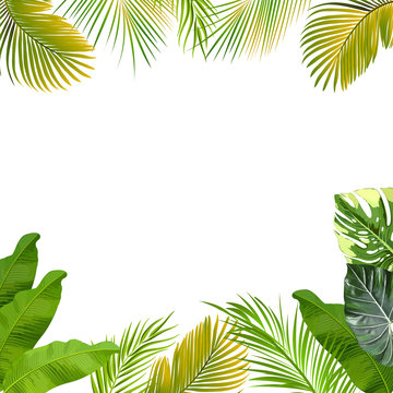 Tropical jungle background with palm tree and leaves. 