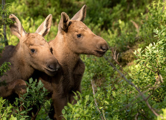 European elk Alces alces two twin calves in bilberry bushes
