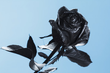 Black Rose. Concept, symbol of sorrow, melancholy and sad mood.