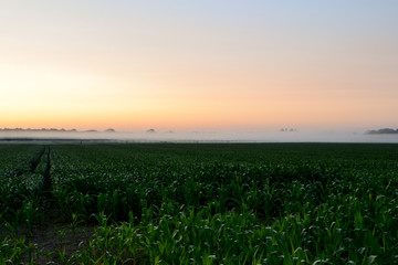 Farm Field Foggy Sunrise