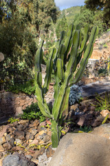 Cactus on Tenerife, Spain