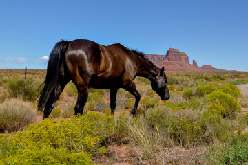 dark brown horse eating grass in the desert
Oljato-Monument Valley, Kayenta, Arizona, United States