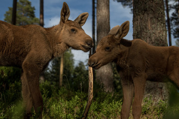 European elk Alces alces two twin calves in bilberry bushes in the forest