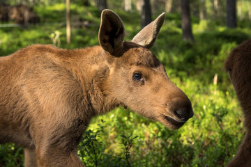 Naklejka na ściany i meble Mammals - young moose Alces 