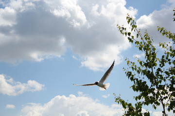 Летящая птица на свободе