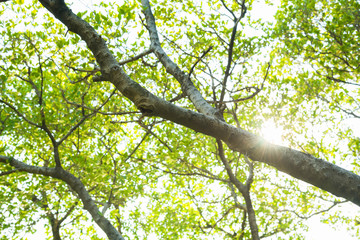 Beautiful Green leaves on white background