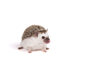 A pet hedgehog sticking out its tongue © sjhuls