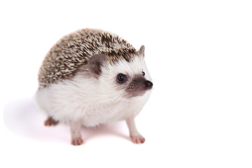 A pet hedgehog isolated © sjhuls
