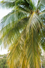 Fototapeta premium coconut palm tree