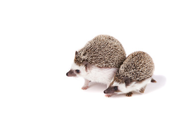 Two pet hedgehogs