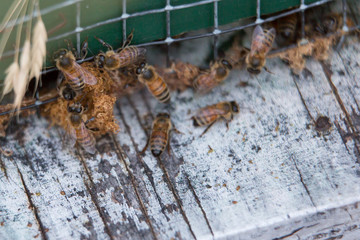 Busy bees at the hive