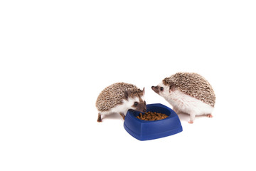 Two hedghogs eating out of a dish