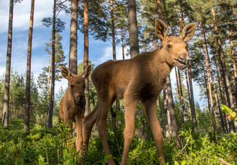 Mammals - young moose Alces 