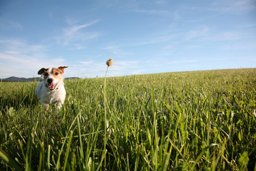 jack russell terrier