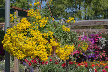 Obraz premium Flowers for sale at a flower market, Cesis, Latvia