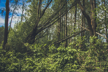 The creek in the forest