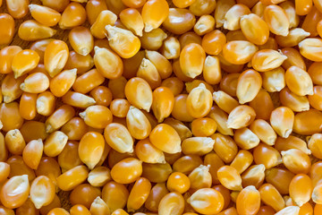 Corn for popcorn
