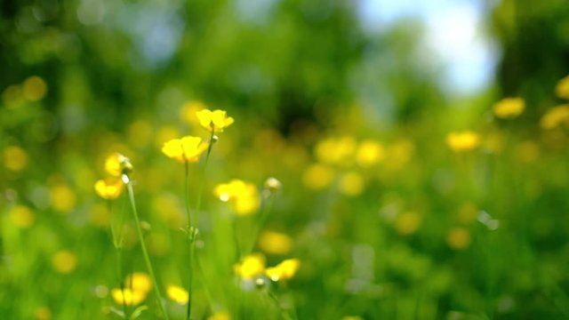 Buttercup flowers in a field waving gently in a breeze.