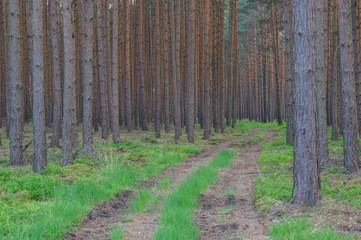 Leśna droga. © boguslavus
