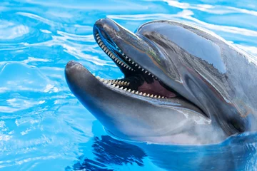 Foto auf Leinwand Portrait of a dolphin close-up © Gribanov